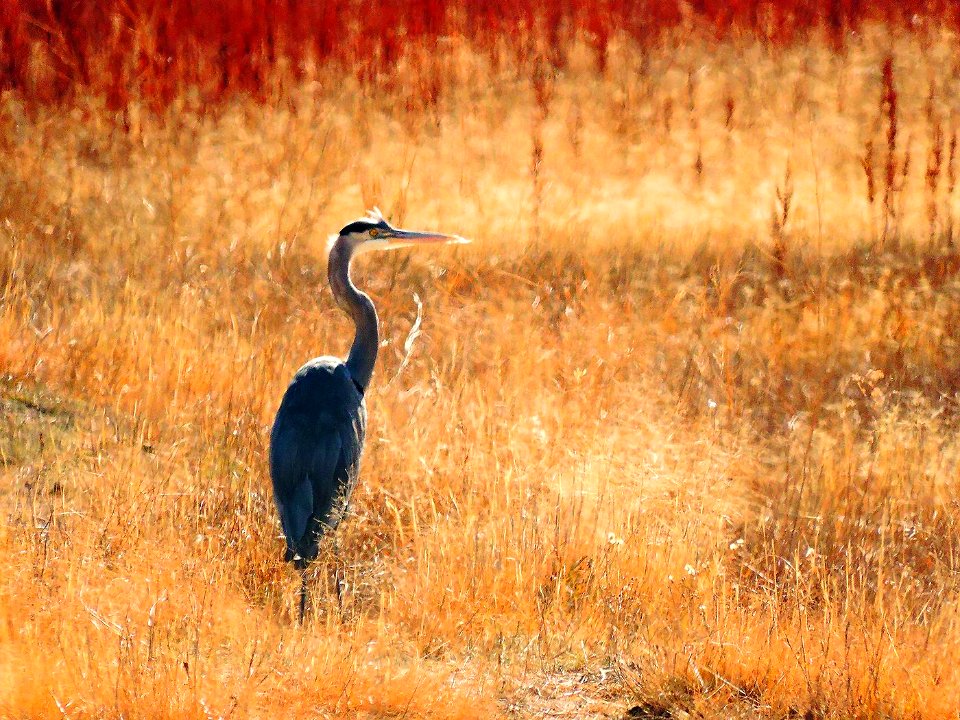 Great Blue Heron in Grasslands (24404004048)
