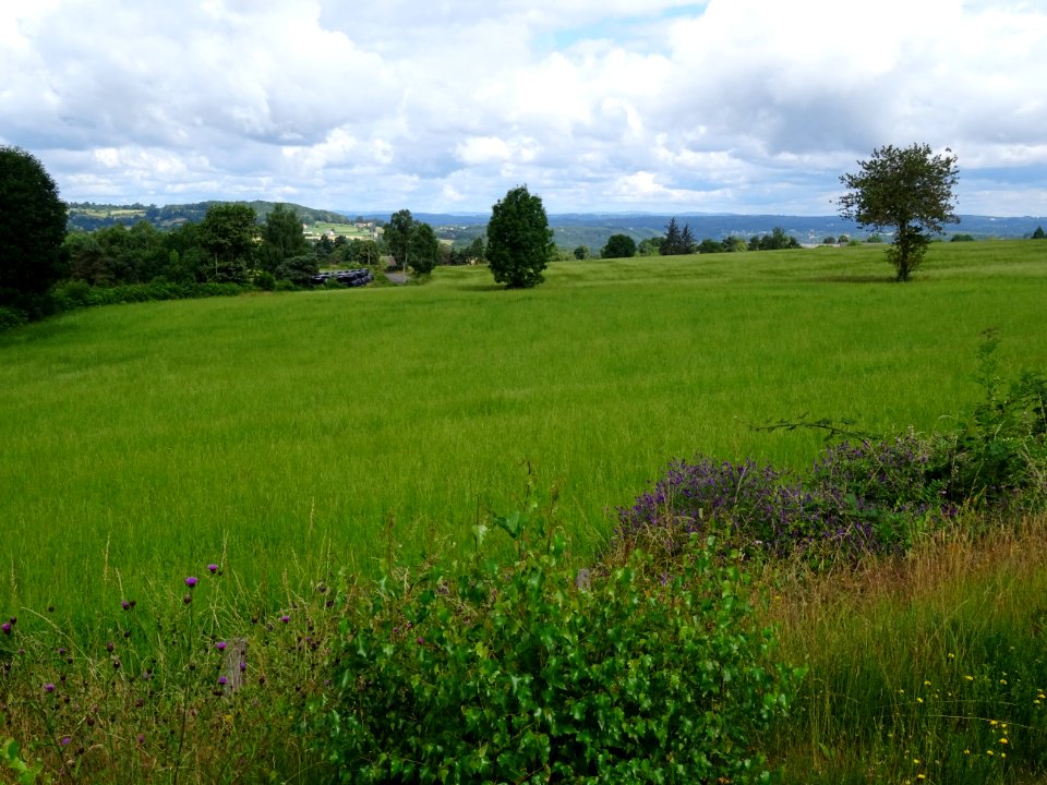 Grande prairie entre Jaleyrac et Boissières, Cantal - 3
