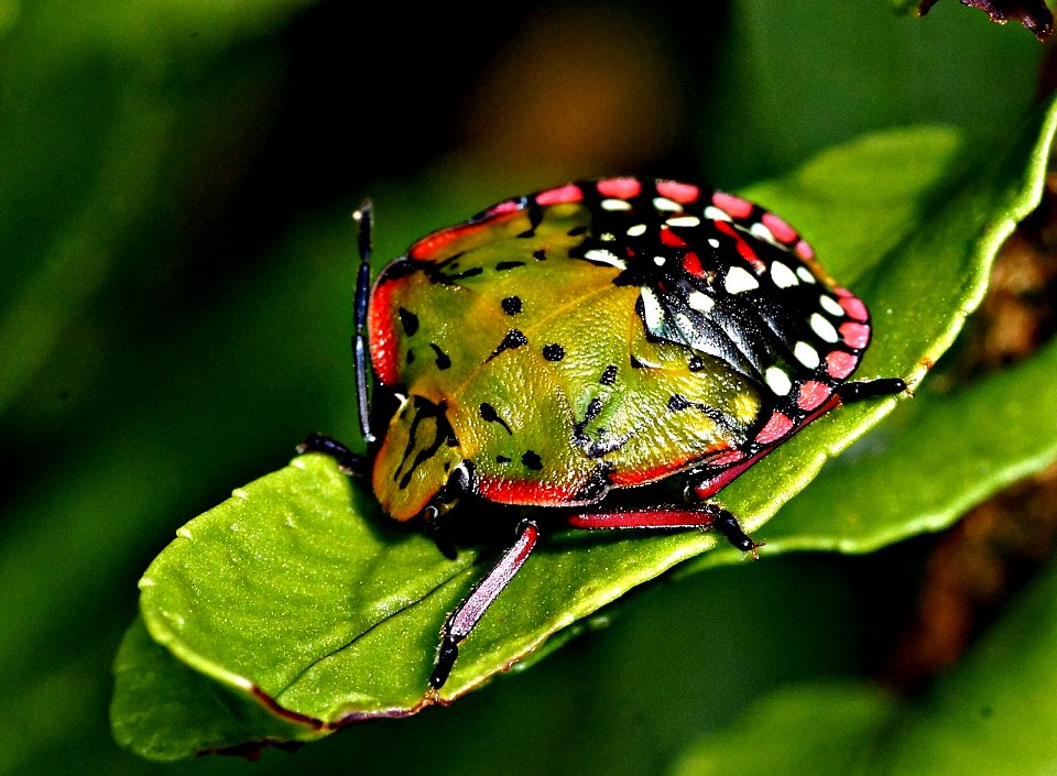 Green vegetable bug.(Nezara viridula) (50785066403)