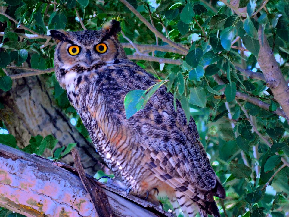 Great Horned Owl, Evening (37903083162)