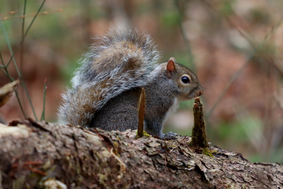 Gray squirrel, February 9 2021 2021 -- Warren Bielenberg (50953149293)