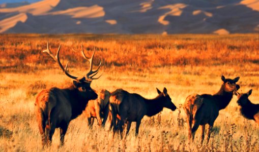 Group of Elk, Dunes in Background (30358709403)