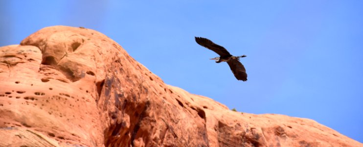 Great Blue Heron over Redrock (34836444684)