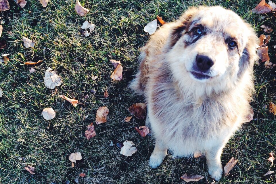 Dog pet animal
