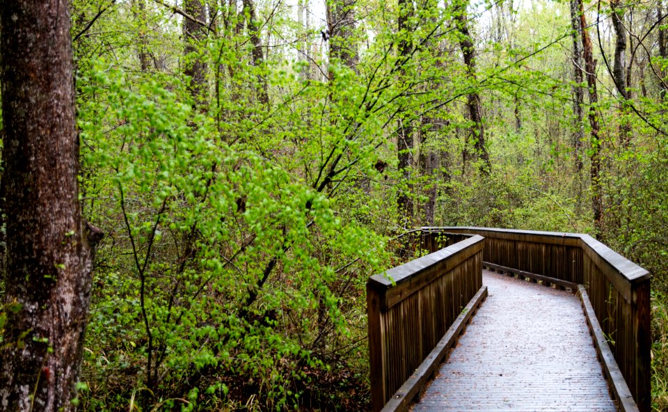 Great Dismal Swamp (33976518595)