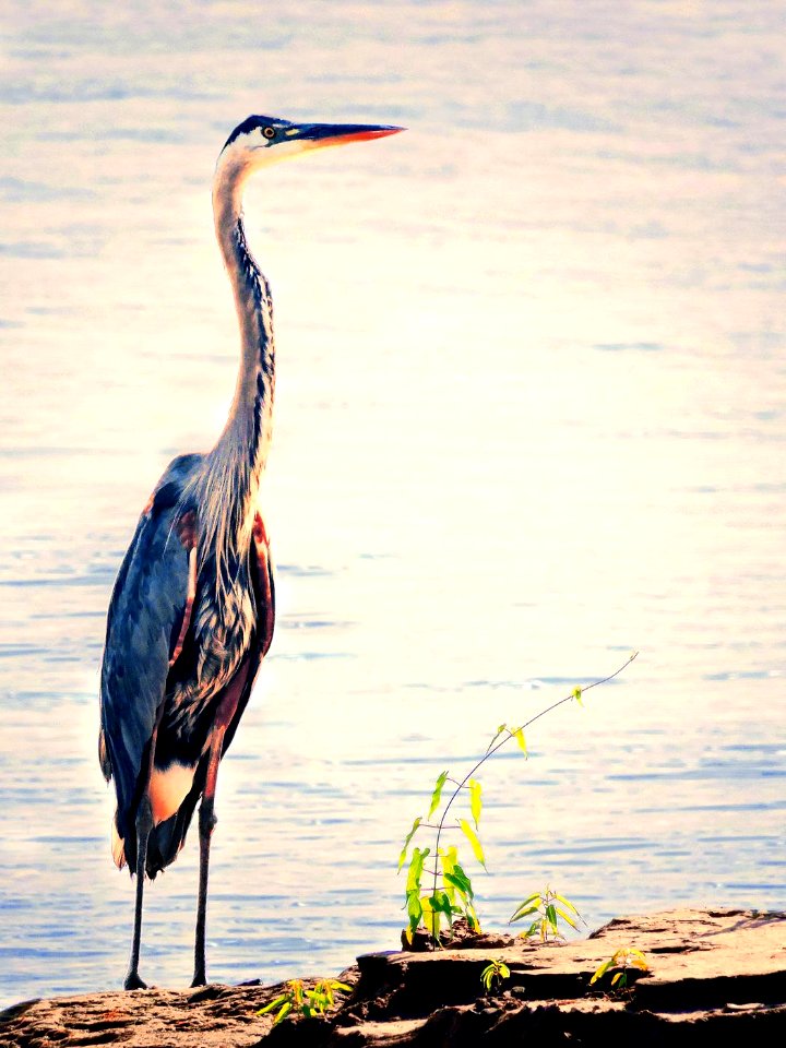 Great Blue Heron (44450066742)
