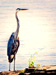 Great Blue Heron (44450066742)