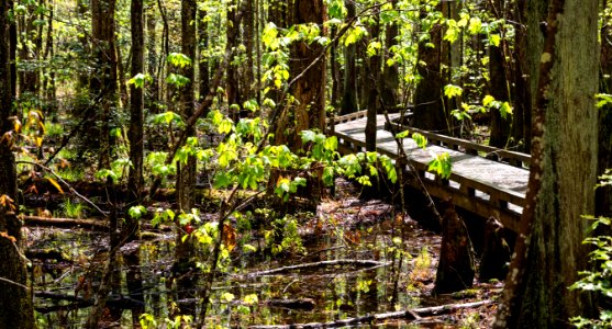 Great Dismal Swamp (33846623161) photo