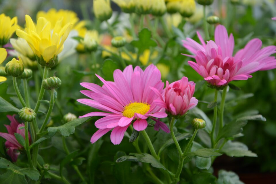 Plant spring season garden