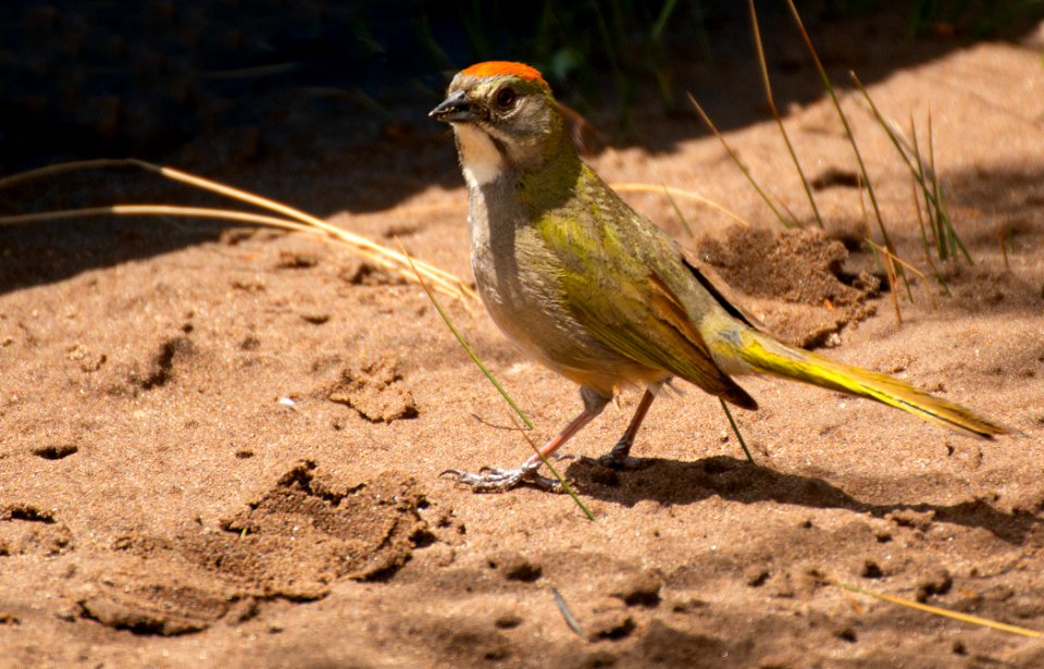 Green Tailed Towhee on Sand (49652300213)