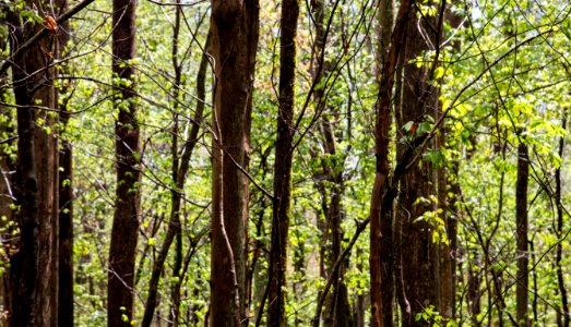 Great Dismal Swamp (33976528645)