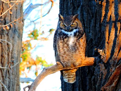Great Horned Owl (30706490070)