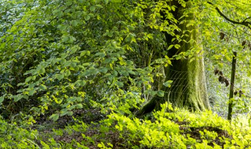 Green, Pant-du woodland, N Wales, UK, 2021. (51321552681)
