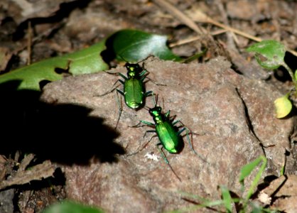 Green (1249222554)