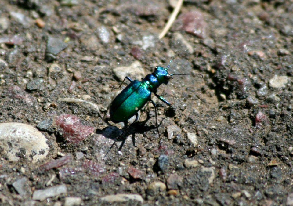 Green tiger with bluish neck (1351223508)