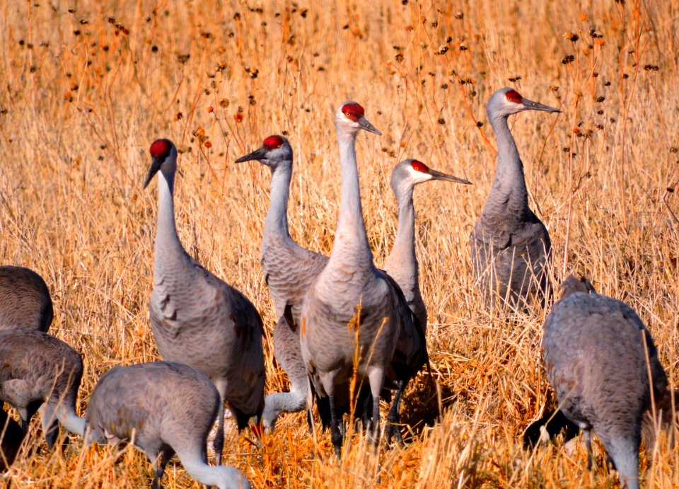 Group of Sandhill Cranes (30651809851)