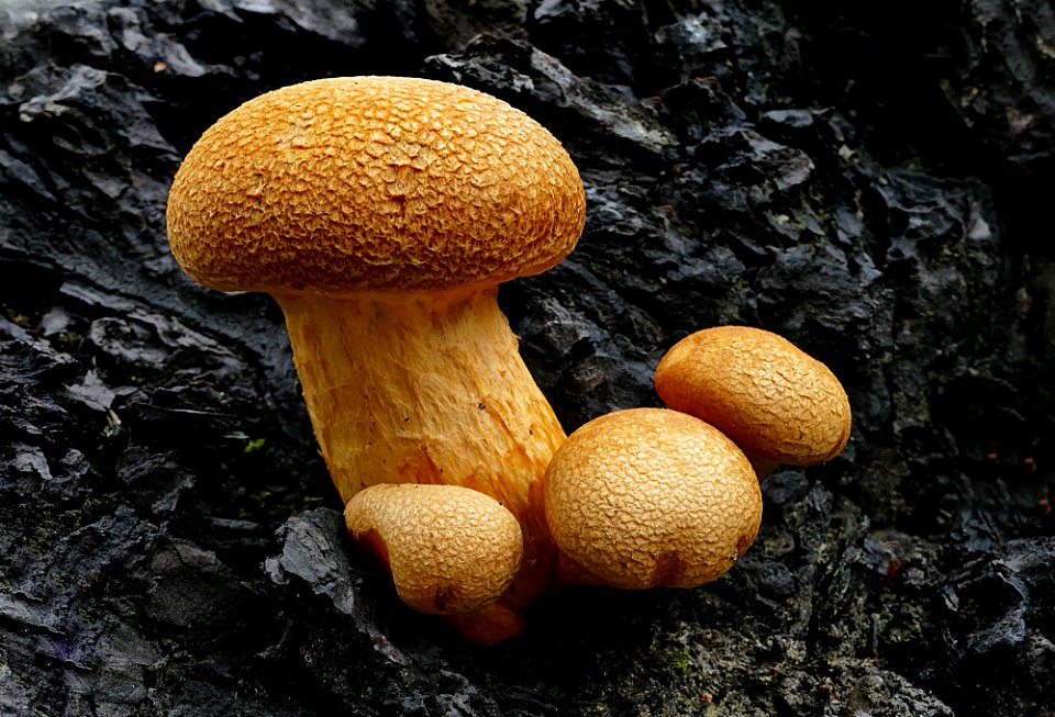 Gymnopilus junonius. (51155468560)