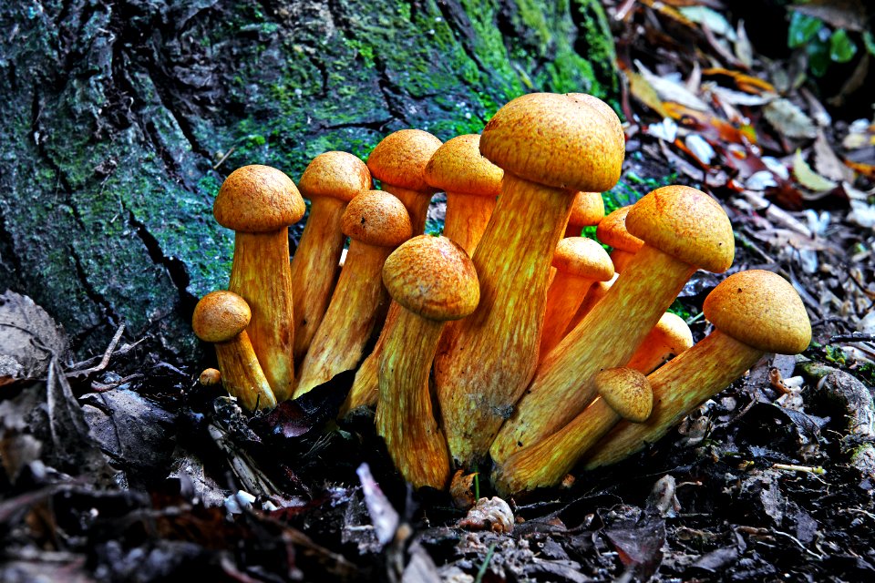 Gymnopilus junonius. (51017311588)
