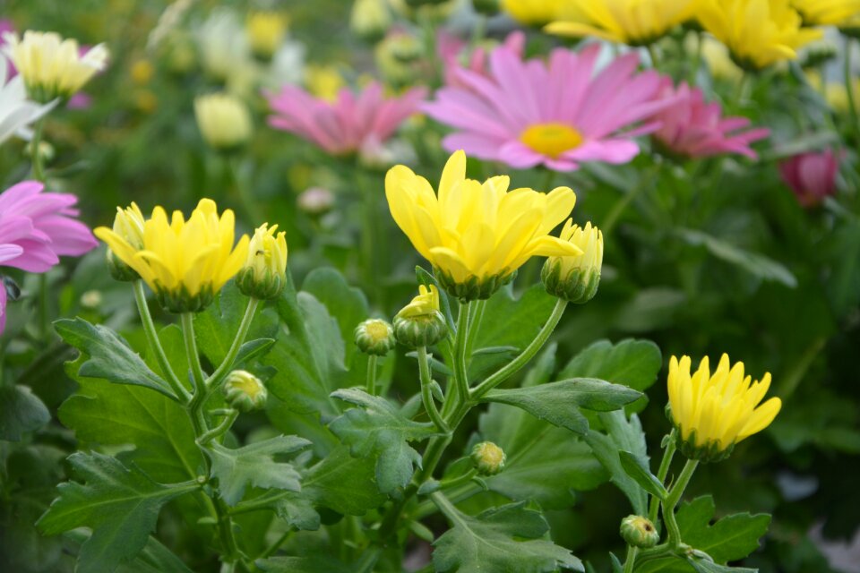 Flower garden yellow flowers pink petals