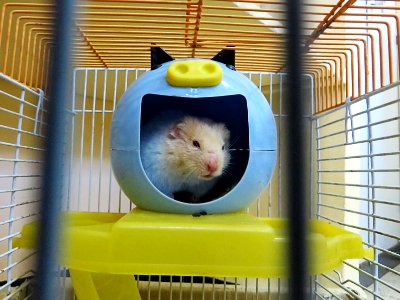 Hamster à Blida (38576410560)