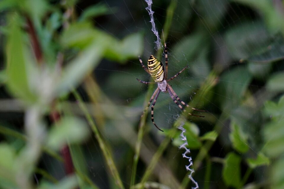 Tiger spider silk band spider spider