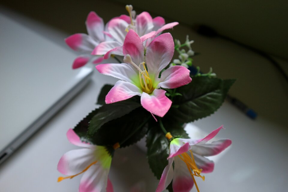 Bright blooming white