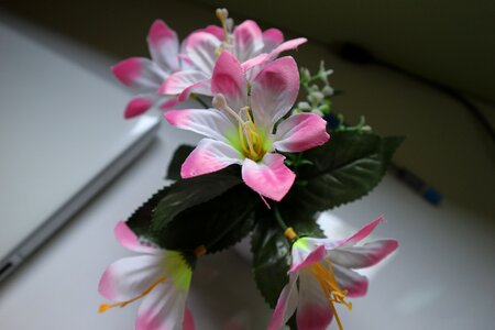 Bright blooming white