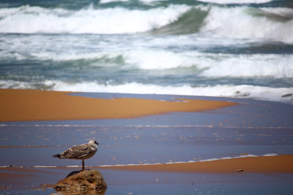 Bird beach ocean photo