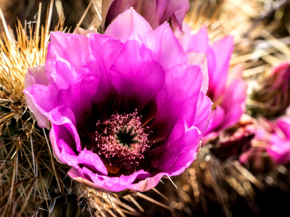 Hedgehog Cactus Bloom (39443832442)