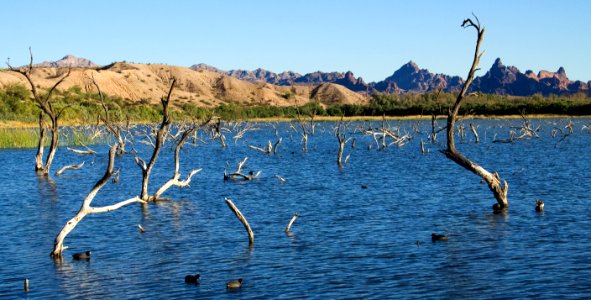 Havasu National Wildlife Refuge (38570575531)