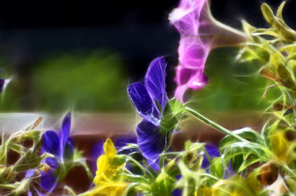 Flora color closeup