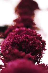 Flower red petal