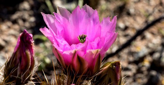 Hedgehog Cactus Bloom (25604148878)