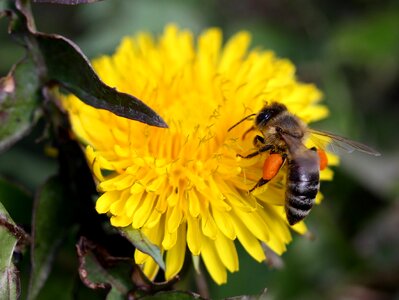 Pollen insecta diligent photo