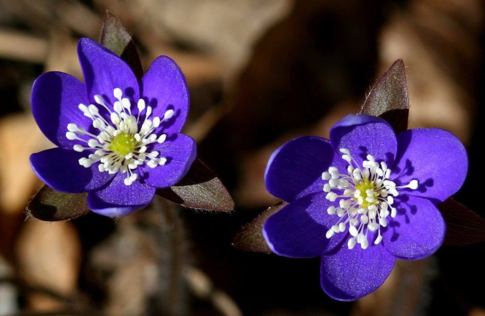 Hepatica (3452580178)