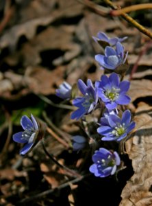 Hepatica (1127993401)