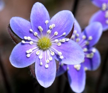 Hepatica (5622273377)