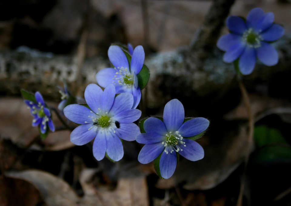 Hepatica (1128844700)