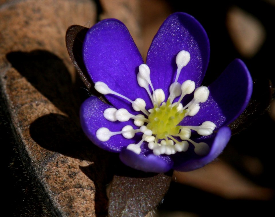 Hepatica (5656142086)