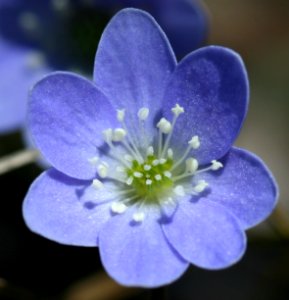 Hepatica (3480582667) photo