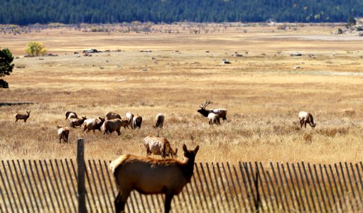Herd of Elk in Moraine Park (30056408996)