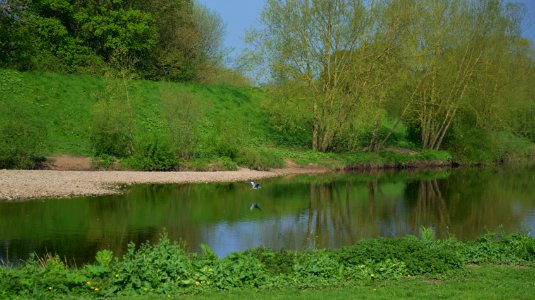 Heron, River Tees, Croft-on-Tees, Yorkshire (26926551666) photo