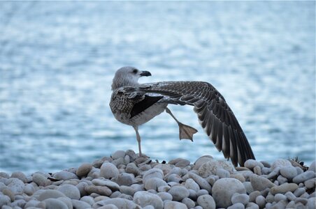 Bird wings pebbles