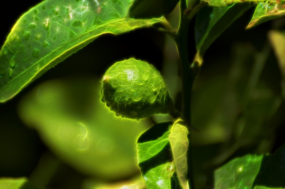 Food growth outdoors