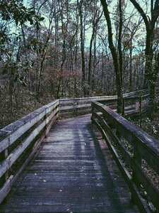 Woods forest adventure