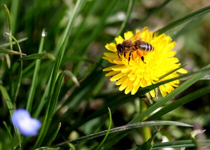 Pollen insecta diligent photo