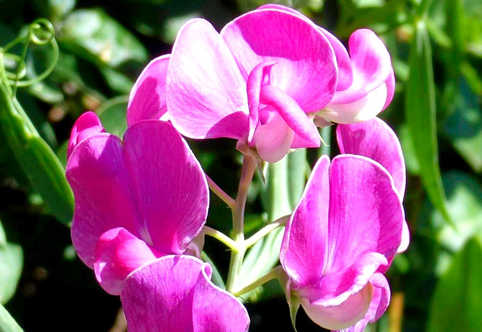 Honeysuckle (48931175451)