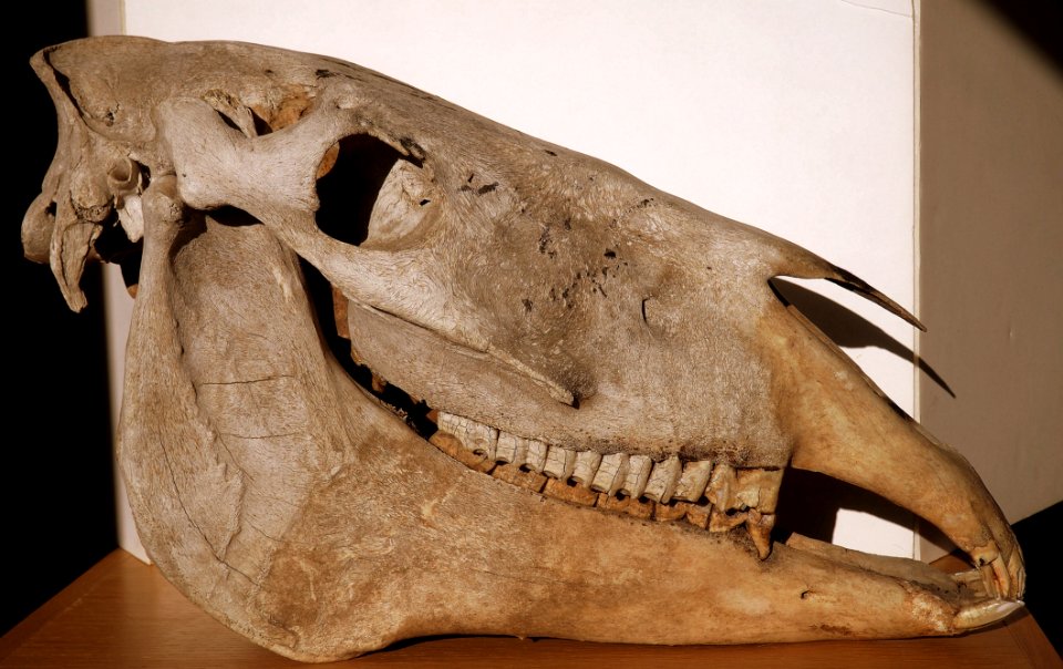 Horse Skull Lateral (50668316108)