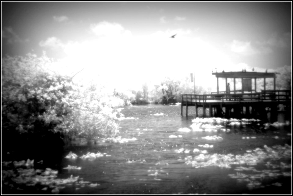 Holga Infrared (32732730592)