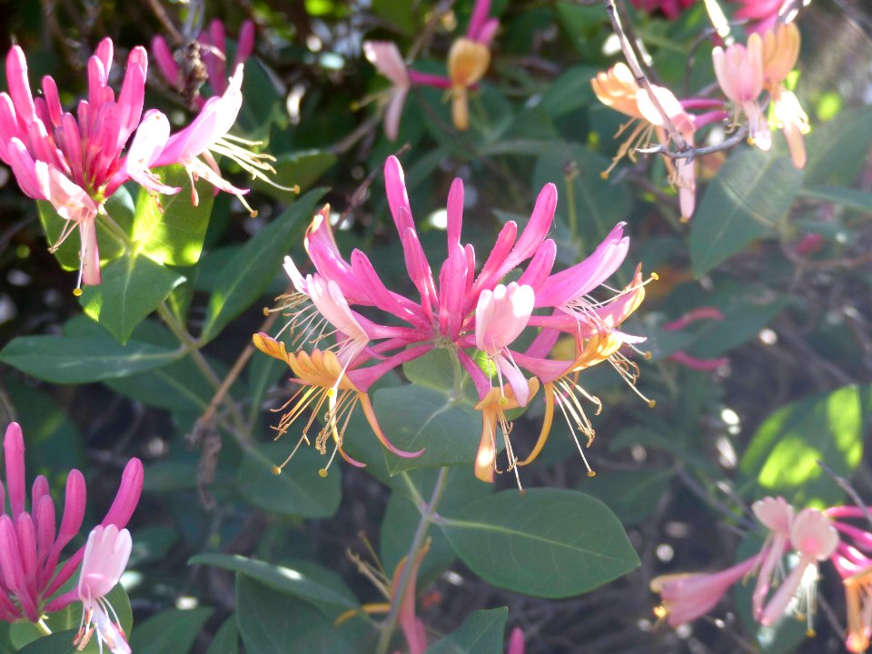 Honeysuckle (47119805564)